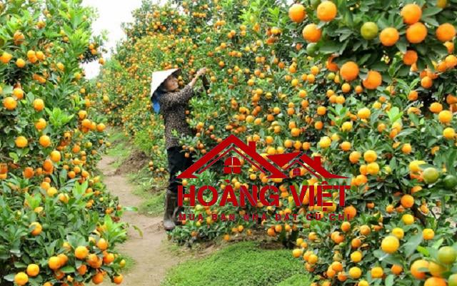 Vườn Trái Cây Củ Chi: Thiên Đường Trái Ngọt Giữa Lòng Sài Gòn