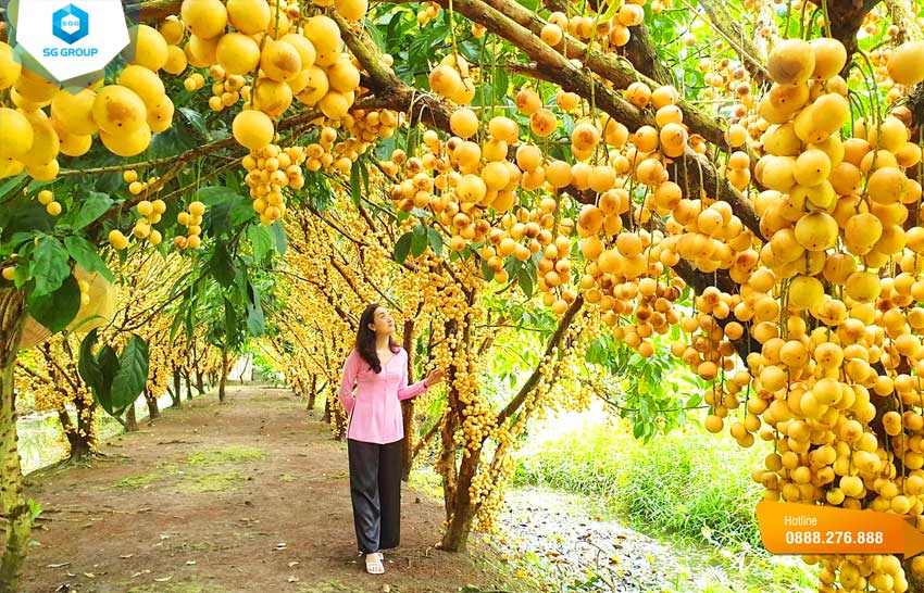 Vườn Trái Cây Gò Chùa Tây Ninh