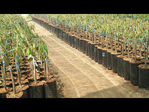 Vườn ươm cây giống Cái Mơn - Nguồn cung cấp cây giống chất lượng cao Gallery 2