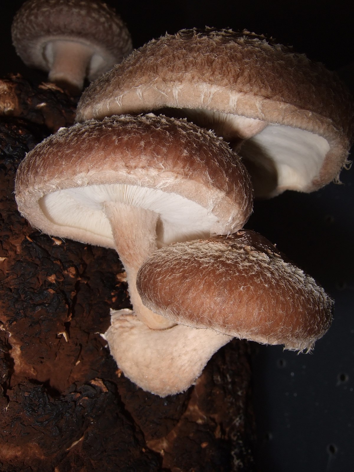 Shiitake Mushrooms: A Comprehensive Guide Gallery 1
