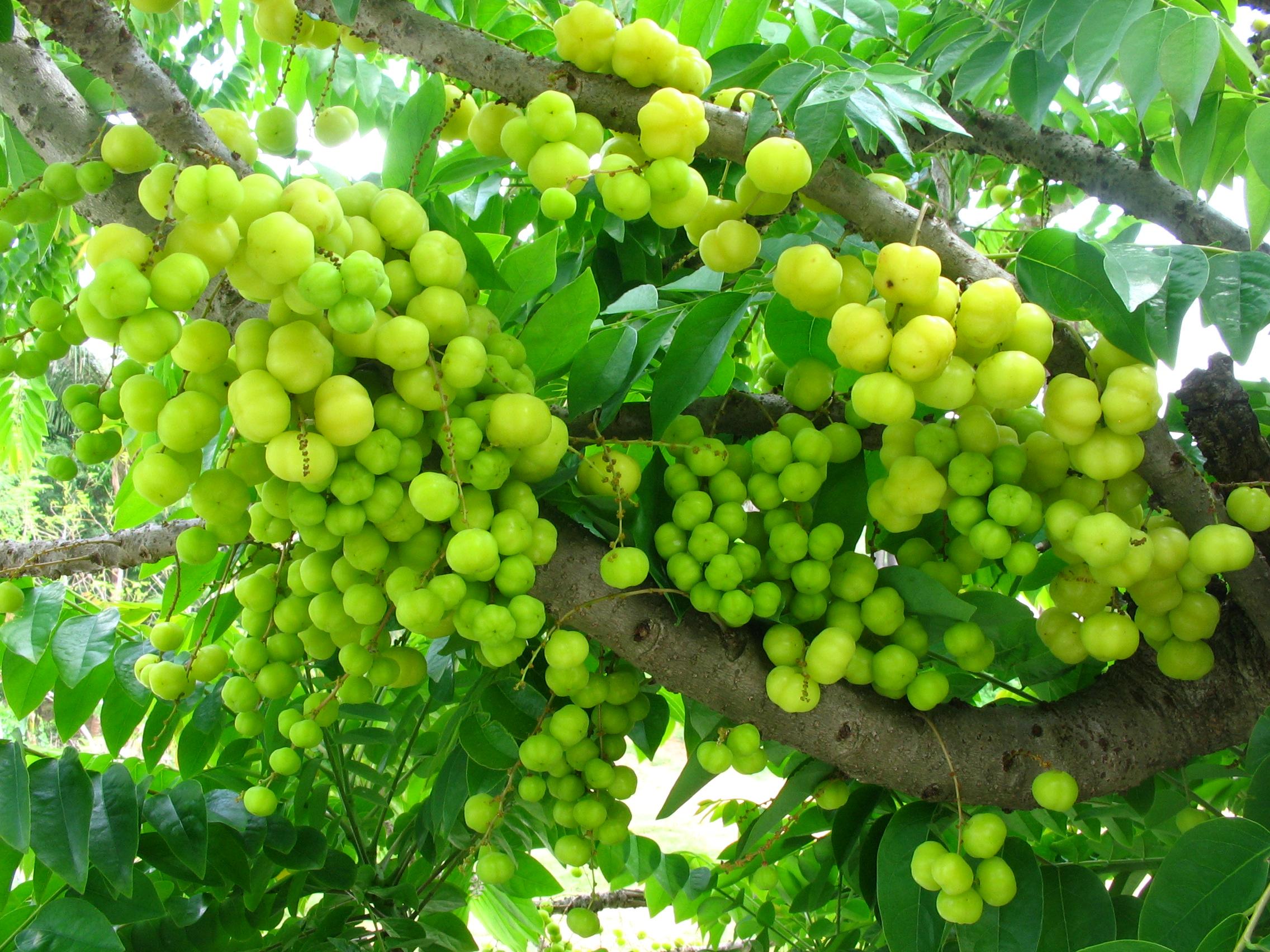 Star Gooseberry: A Comprehensive Guide Gallery 1