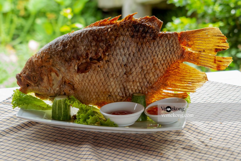Elephant Ear Fish Gallery 1