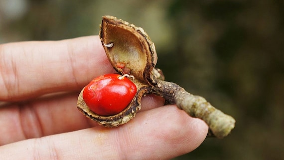 Hạt Dổi: The Aromatic Spice of Vietnam Gallery 1