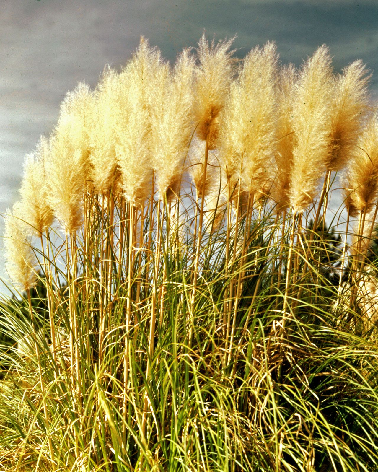 Pampas Grass Gallery 1