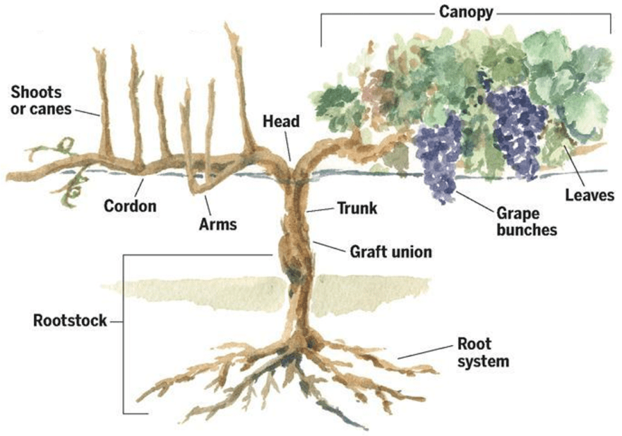Woody Grapevine Gallery 1
