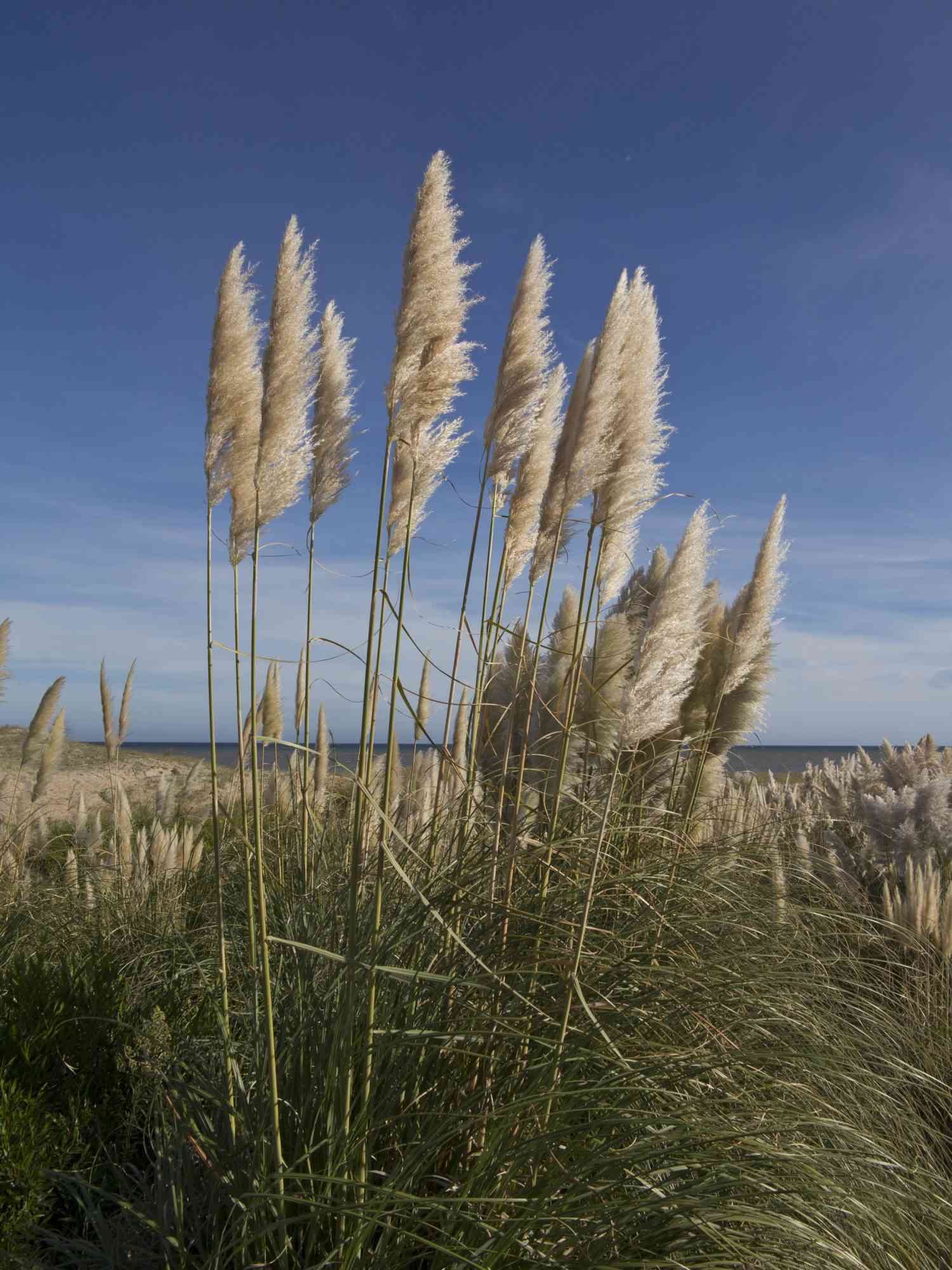 Pampas Grass Gallery 2