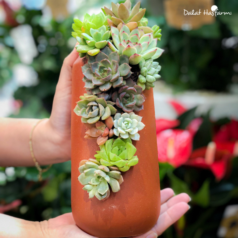 What is the English name for Succulents? Gallery 2