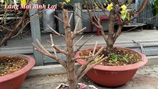 Xả tàn mai khi nào?