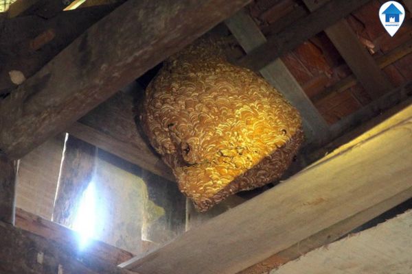 Tổ Ong Vò Vẽ Trong Nhà: Cách Phát Hiện, Phòng Tránh và Diệt Trừ An Toàn Gallery 1