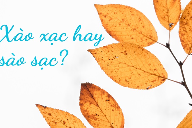 Xào Xạc Nghĩa Là Gì?