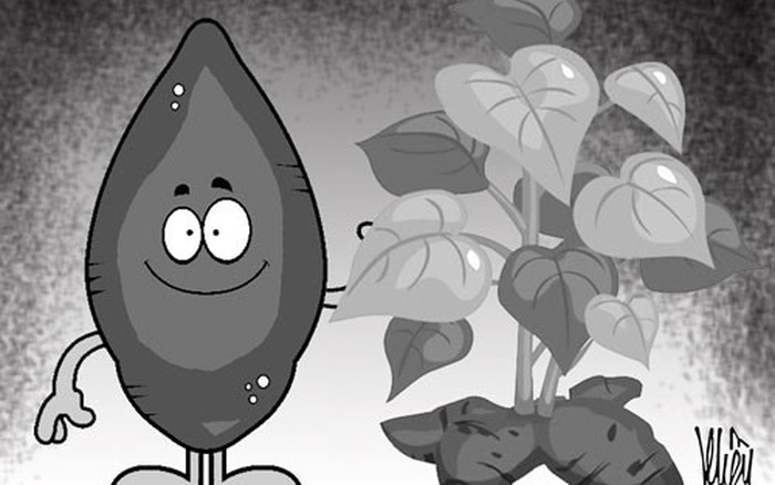 Xấu dây tốt củ là gì?