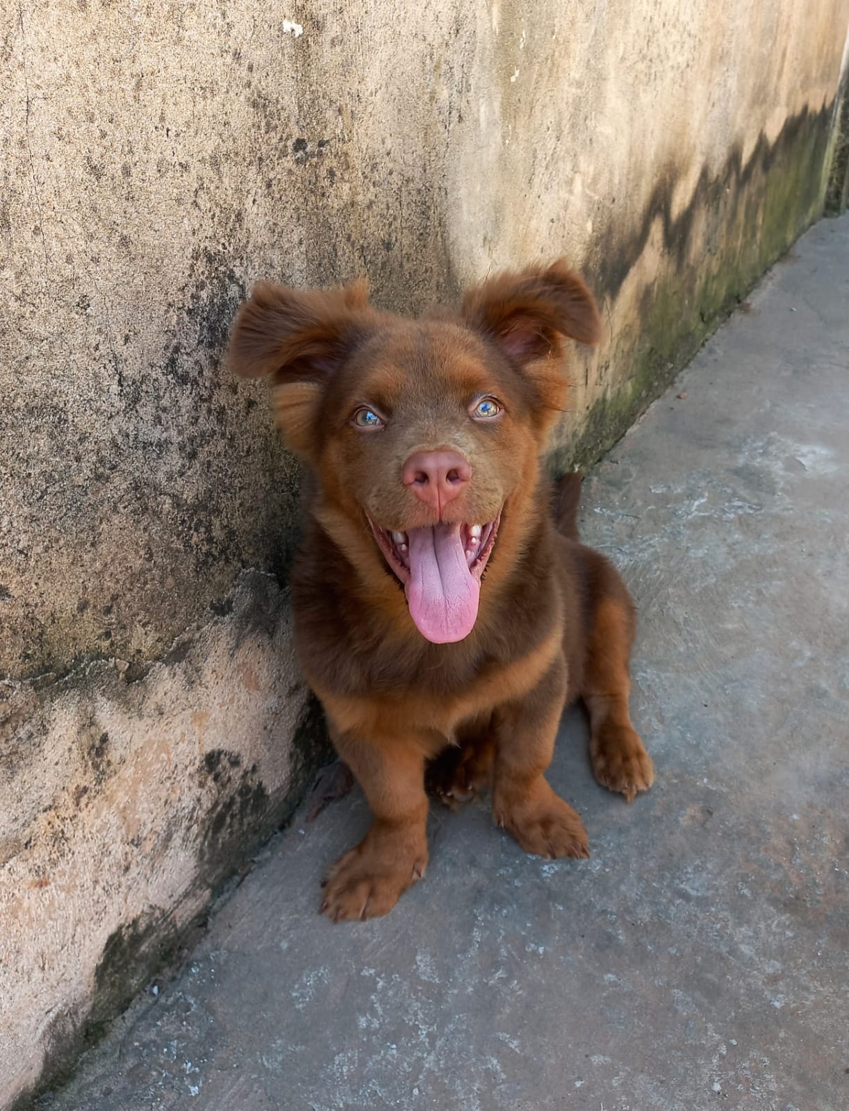 Xấu Xấu Com Pitbull