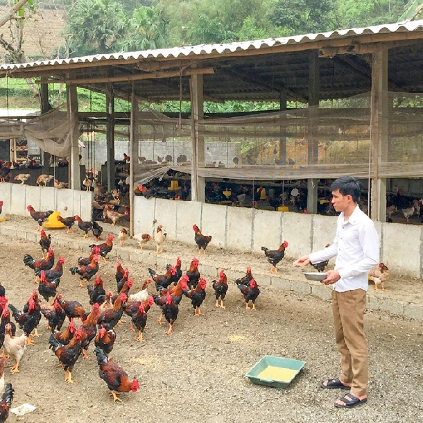 Dàn Gà Trong Sân Gallery 2