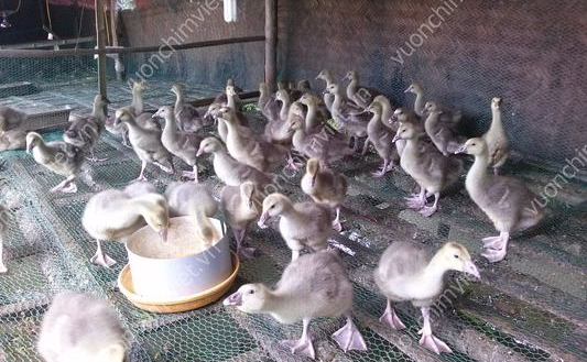 Kỹ thuật nuôi ngỗng hiệu quả, giúp bạn thu lợi nhuận cao Gallery 2
