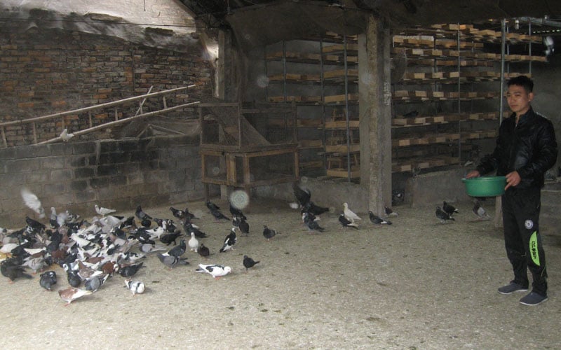 Mô Hình Nuôi Bồ Câu Trong Nhà Gallery 2