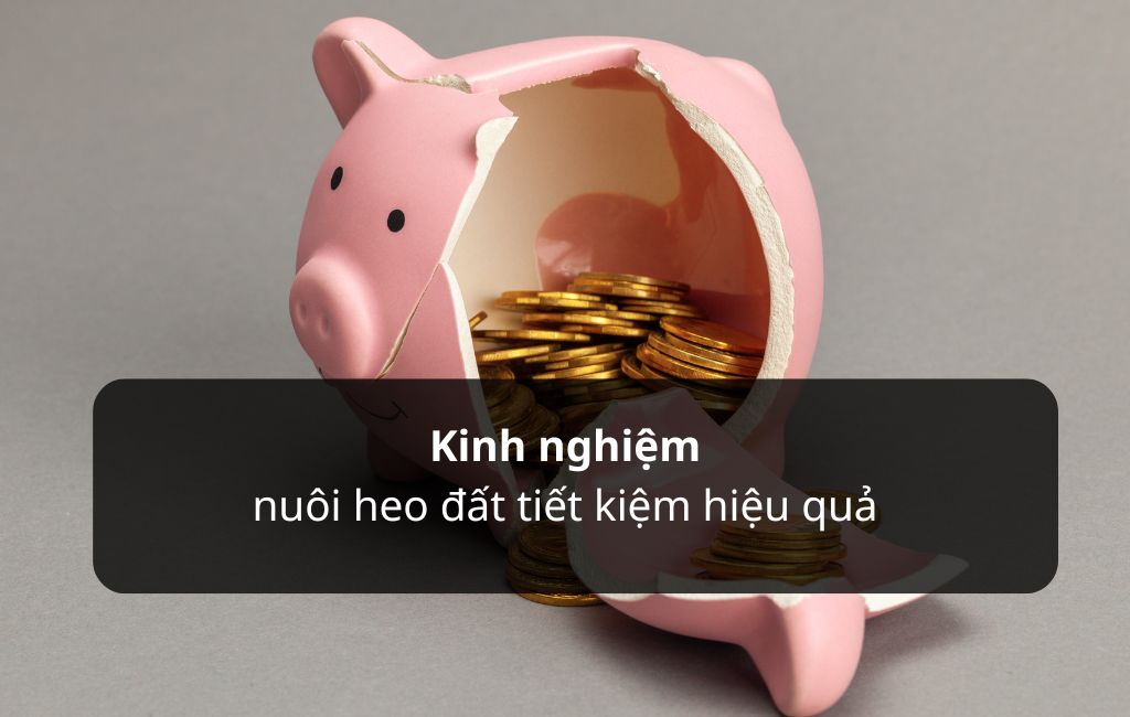 Kinh nghiệm nuôi heo đất hiệu quả: Bí quyết tiết kiệm thành công Gallery 2