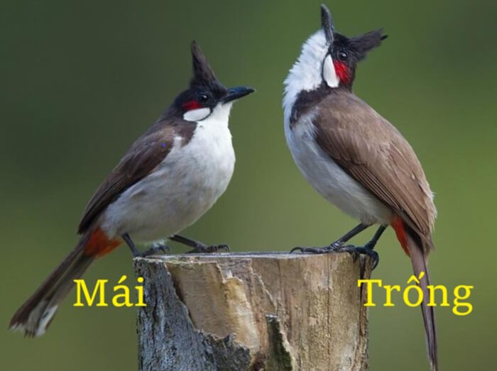 Xem Chim Chào Mào: Hướng Dẫn Chi Tiết Cho Người Mới Bắt Đầu
