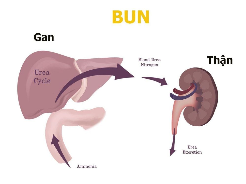 Xét nghiệm BUN là gì? Gallery 1