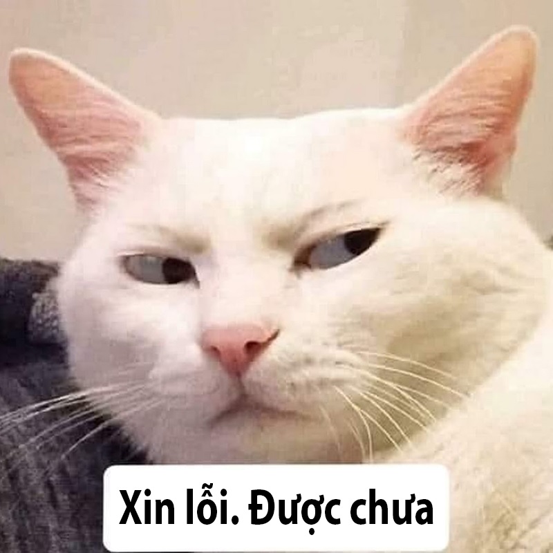 Xin lỗi được chưa Meme
