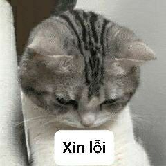 Xin Meme