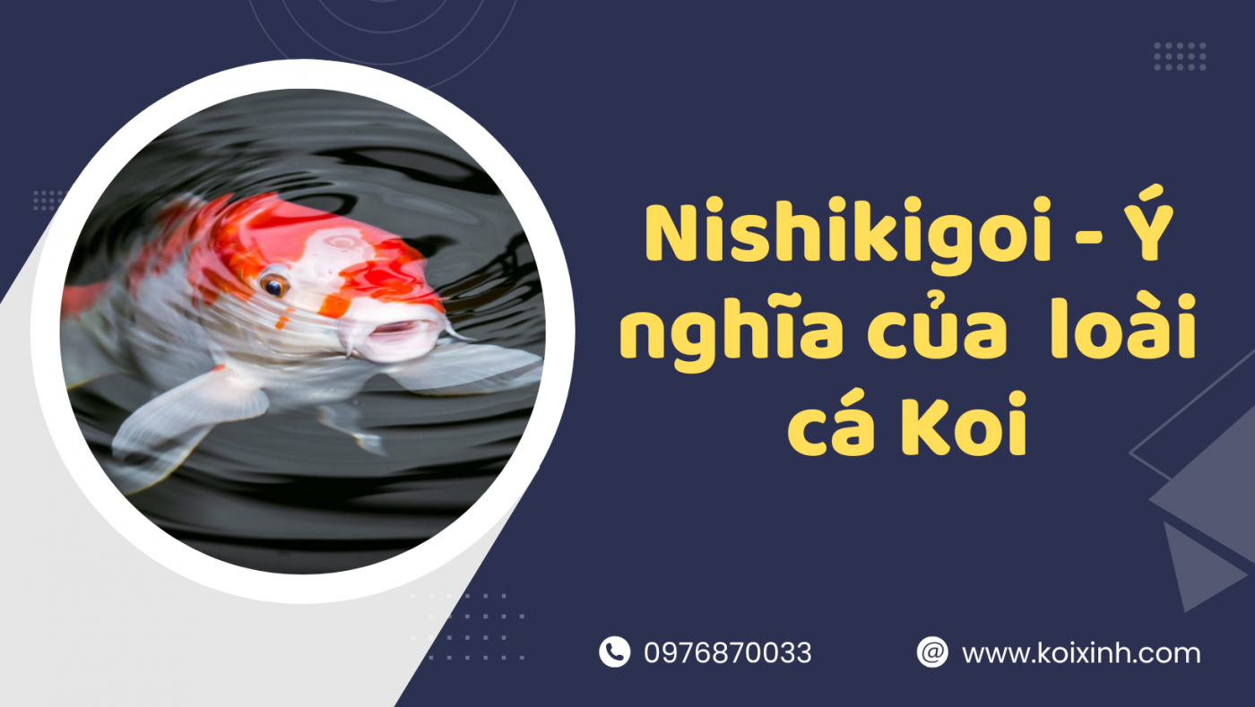 Xinh Cá Là Gì?
