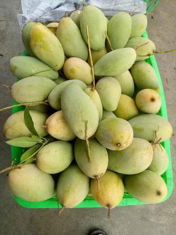 Xoài 3 mùa mưa là xoài gì?