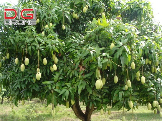 Xoài Cát Hòa Lộc Trồng Bao Lâu Có Trái?