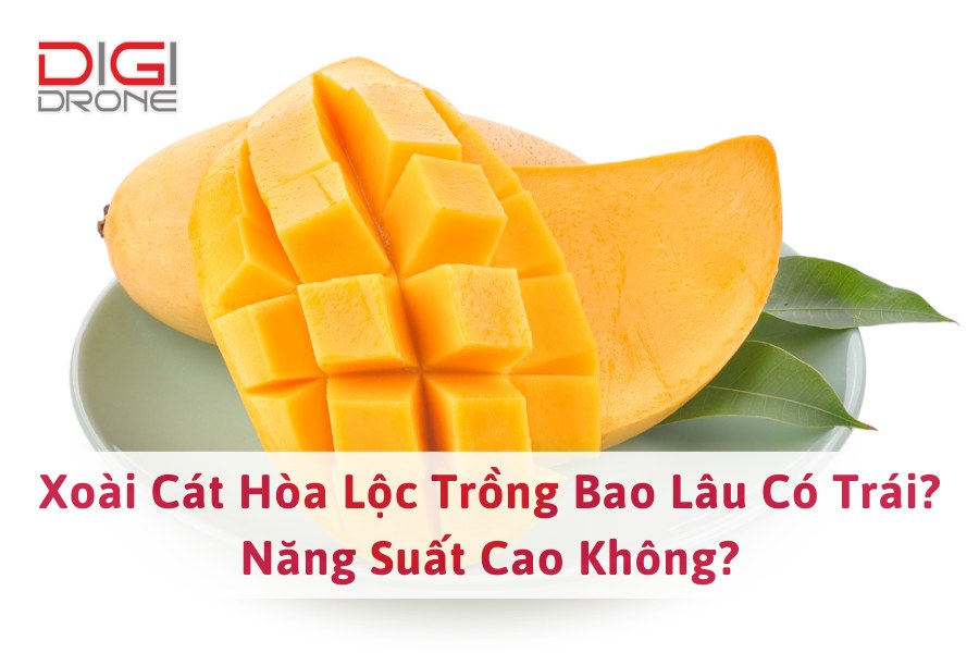 Xoài Cát Hòa Lộc Trồng Bao Lâu Có Trái? Gallery 2