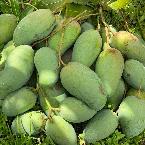 Xoài Đeo Là Xoài Gì?