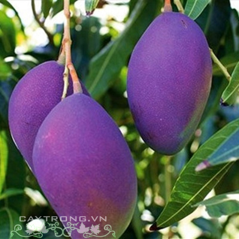 Xoài màu tím là xoài gì?
