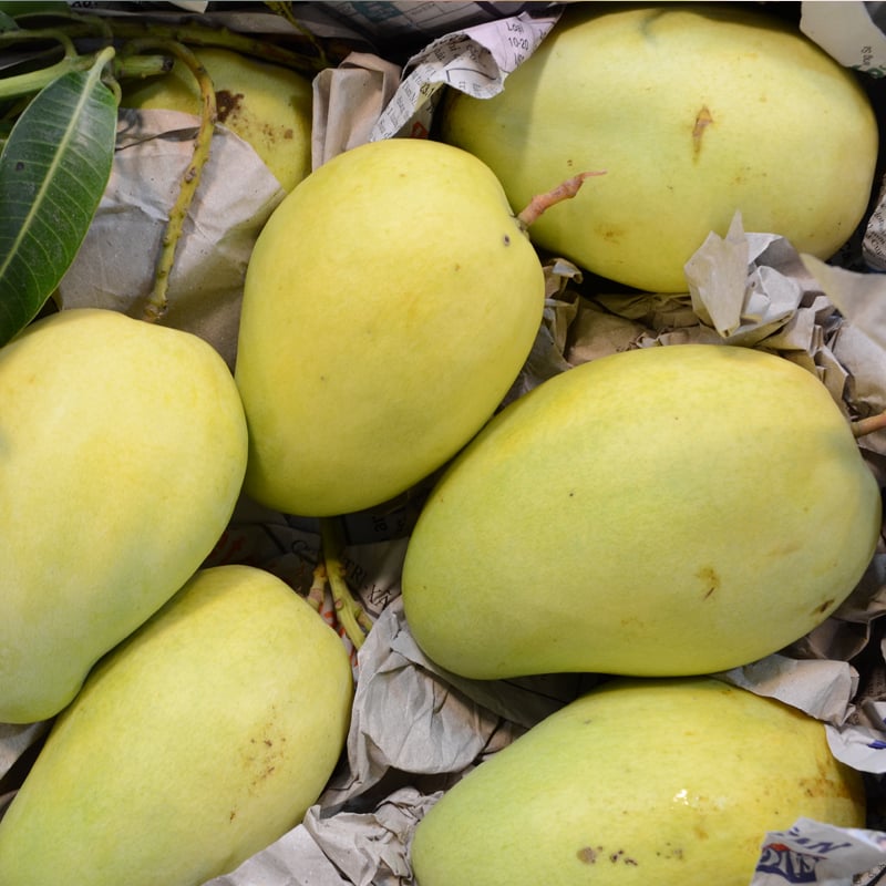 Xoài Tứ Quý Chua Hay Ngọt?