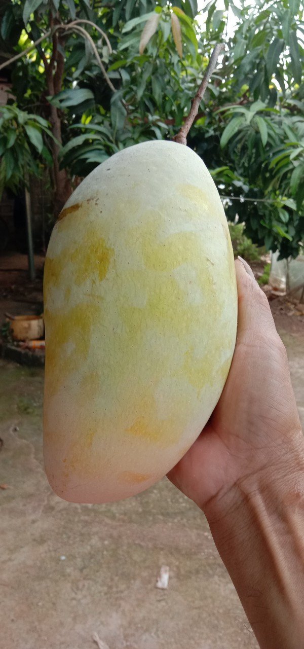Xoài tượng là gì?
