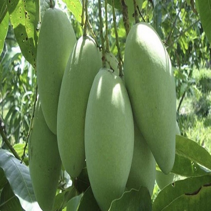 Xoài Tượng Miền Tây: Hương Vị Đậm Đà, Quả Vàng Ruộng Lúa