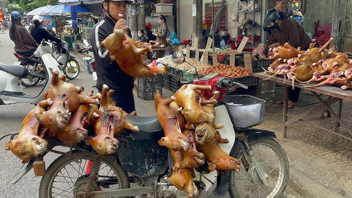 Cầy Tơ Gần Đây: Thông Tin Mới Nhất Về Xu Hướng Và Giá Cả Gallery 2