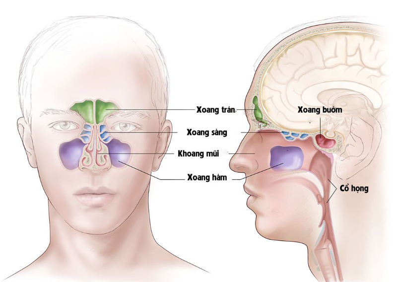 Xương bướm nằm ở đâu?