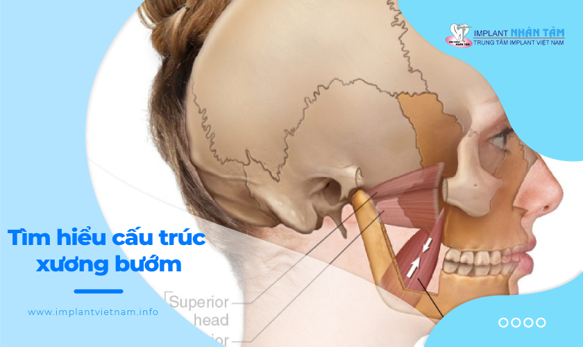 Xương bướm nằm ở đâu? Gallery 2
