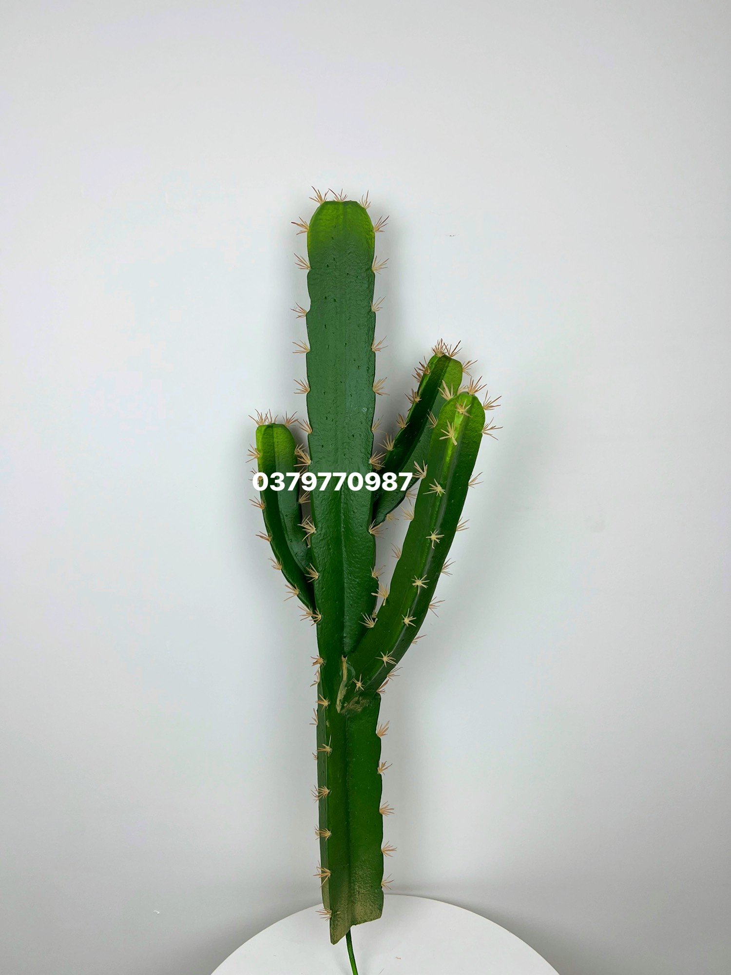 Xương Rồng 4 Cạnh
