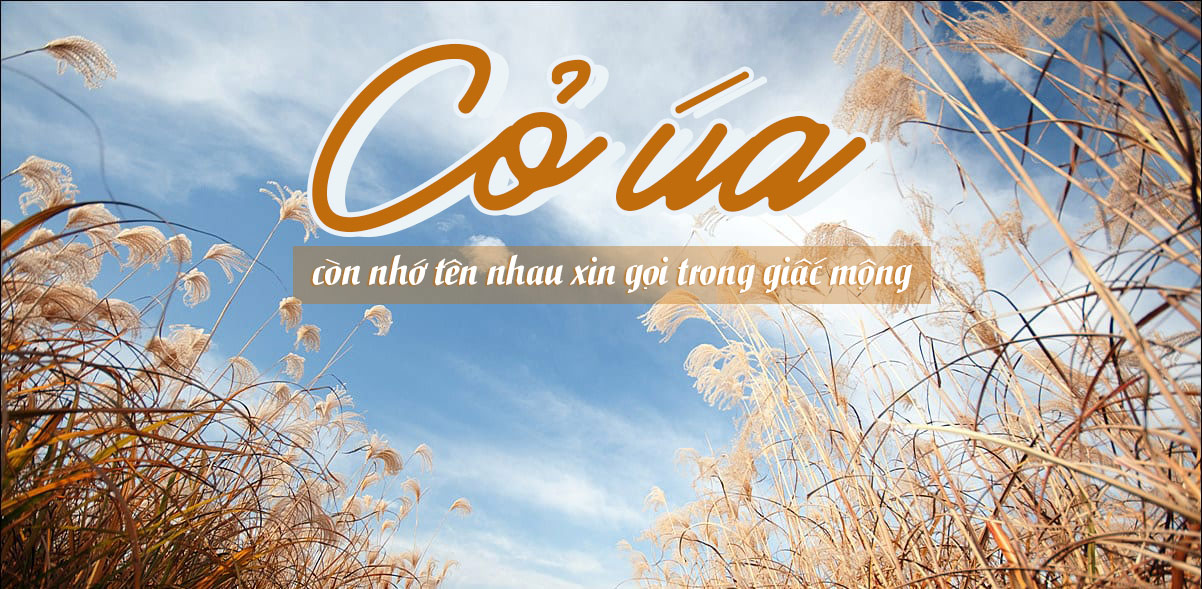Bài Hát Cỏ Úa Gallery 2