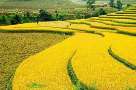Lời Bài Hát Em Đi Giữa Biển Vàng Gallery 1