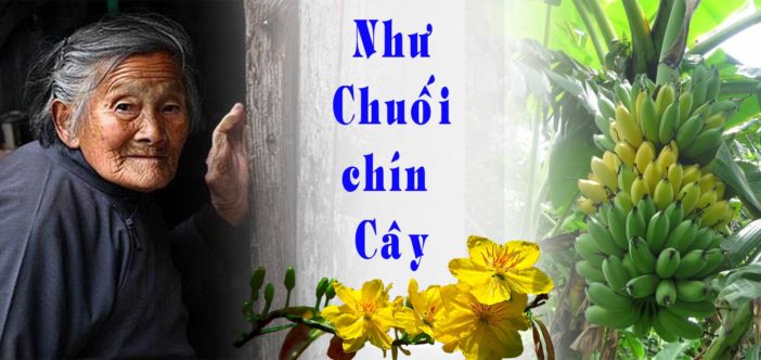 Mẹ già như chuối chín cây Gallery 1