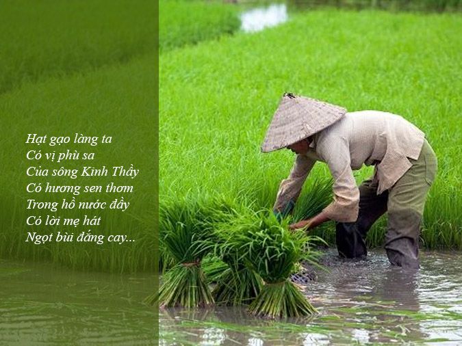 Bài Thơ Về Cây Lúa: Hình Ảnh Quê Hương Việt Nam Gallery 2
