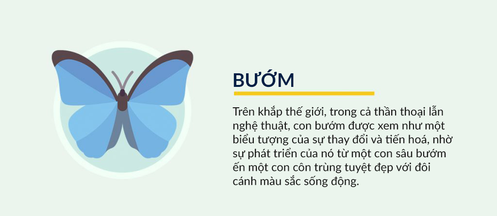 Bướm Tượng Trưng Cho Điều Gì? Gallery 1