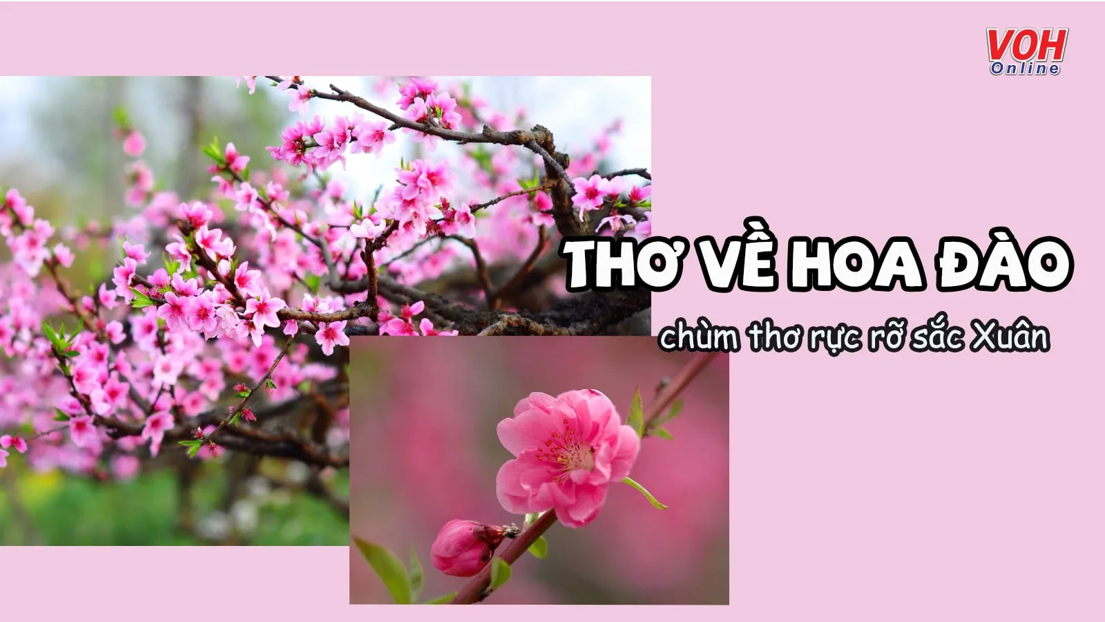 Thơ về Hoa Đào - Tuyển tập những bài thơ hay nhất Gallery 2