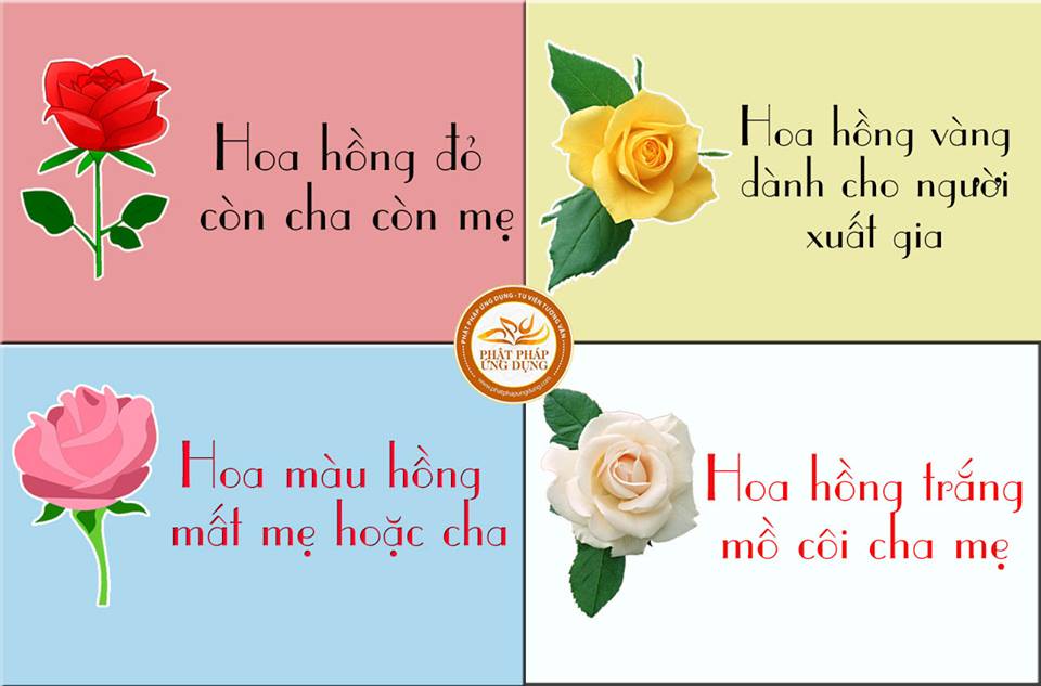 Ý Nghĩa Bông Hồng Cài Áo