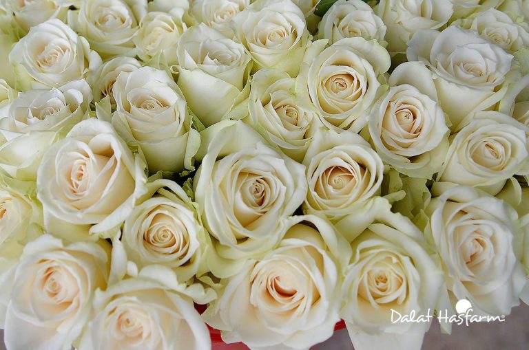 Bông Hồng Trắng Có Ý Nghĩa Gì? Gallery 2