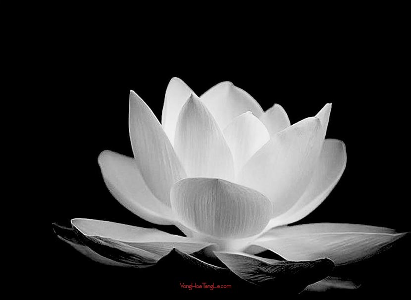 Bông Sen Đám Tang: Ý Nghĩa và Cách Sử Dụng Gallery 1