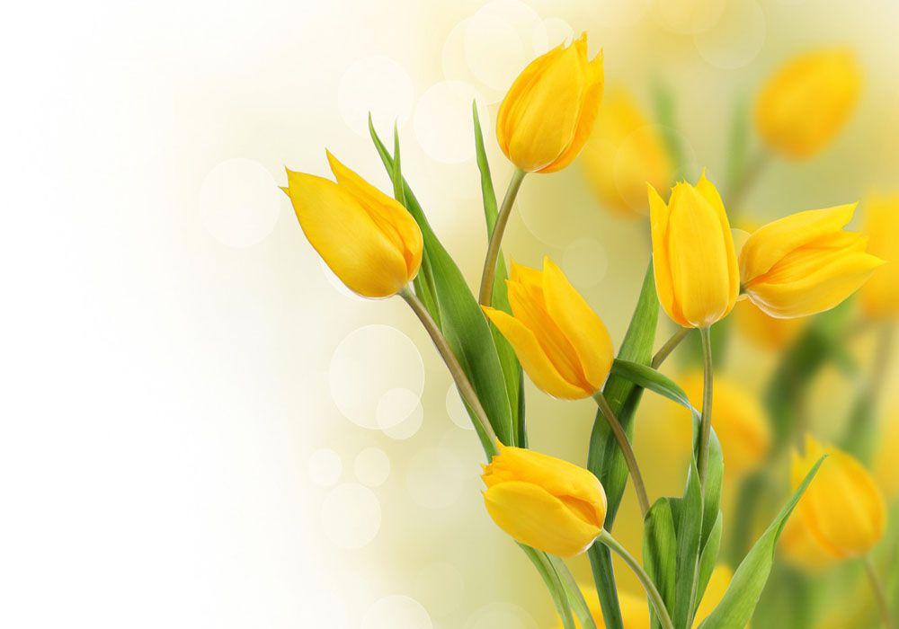 Tulip Vàng Có Ý Nghĩa Gì? Gallery 1