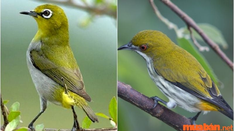 Chim sâu bay vào nhà tốt hay xấu? Gallery 2