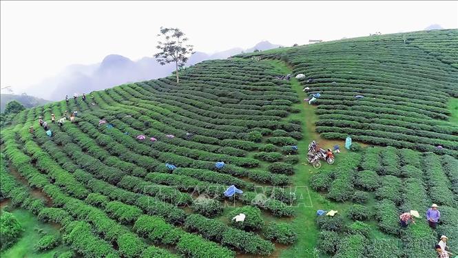 Ý nghĩa chủ yếu của đẩy mạnh sản xuất cây đặc sản ở Trung du và miền núi Bắc Bộ