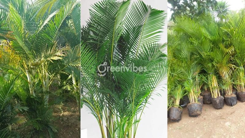 Ý nghĩa chủ yếu của việc hình thành vùng chuyên canh cây công nghiệp lâu năm ở Bắc Trung Bộ